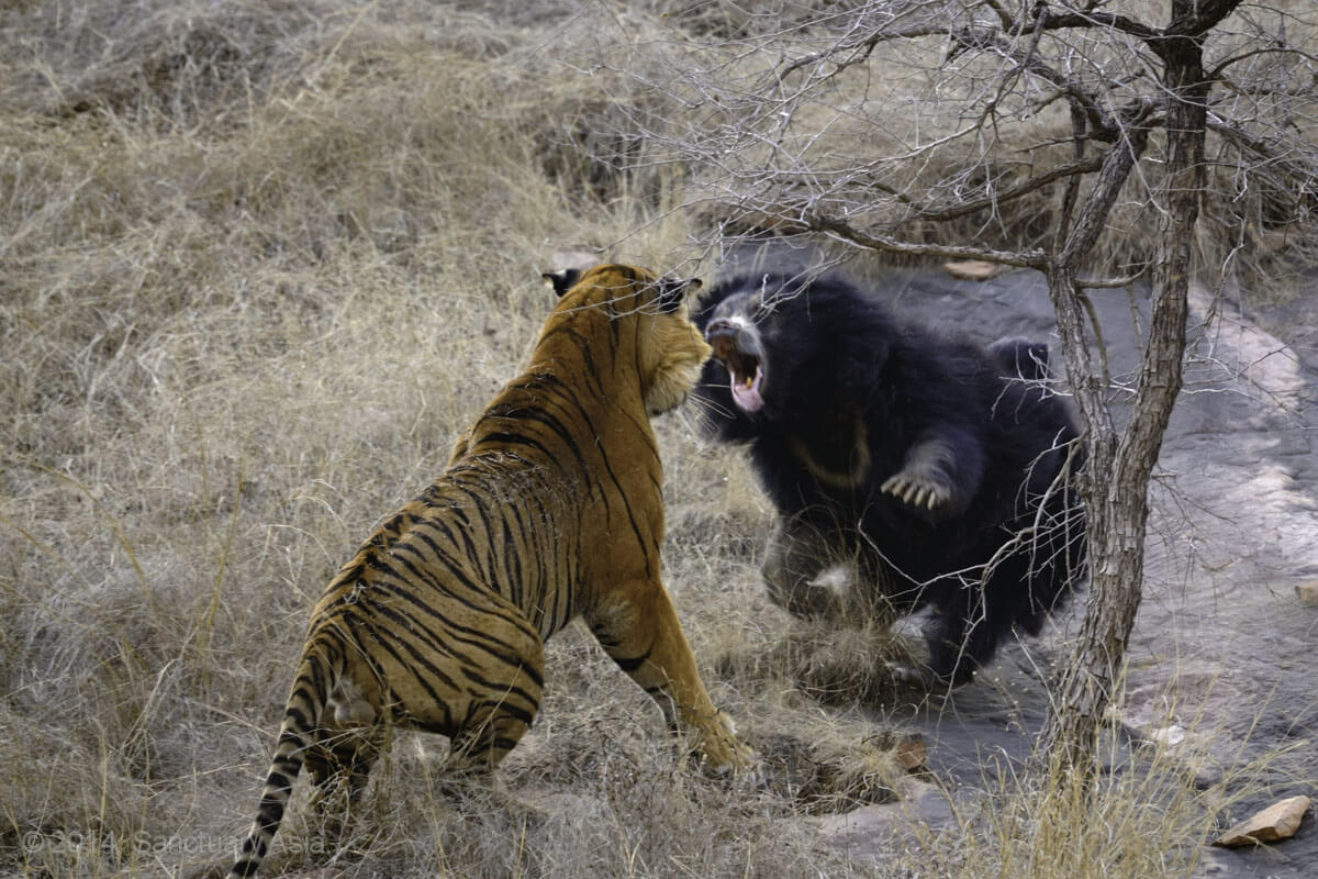 26 Best Wildlife Photography That Will Make You Speechless