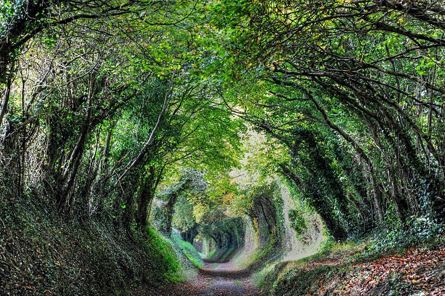 21 Startling Tree Tunnels You Must Walk Through
