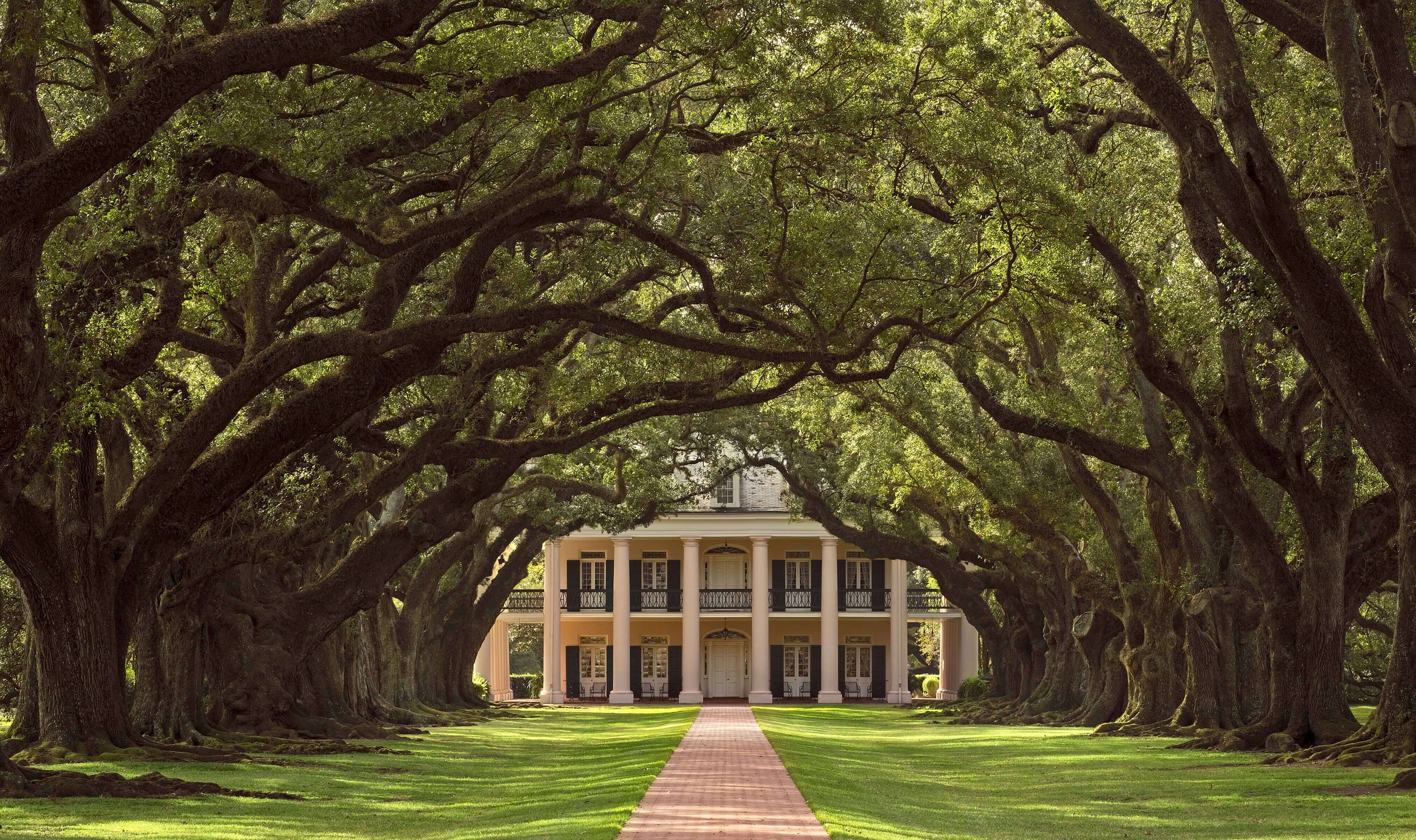 21 Startling Tree Tunnels You Must Walk Through