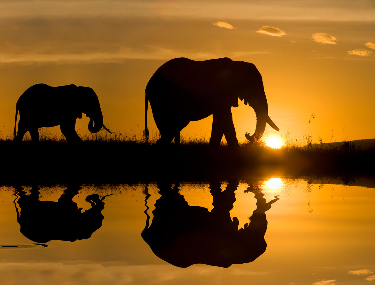 26 Best Wildlife Photography That Will Make You Speechless