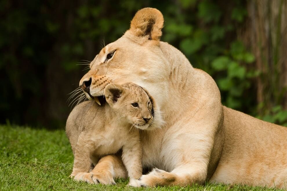 26 Best Wildlife Photography That Will Make You Speechless