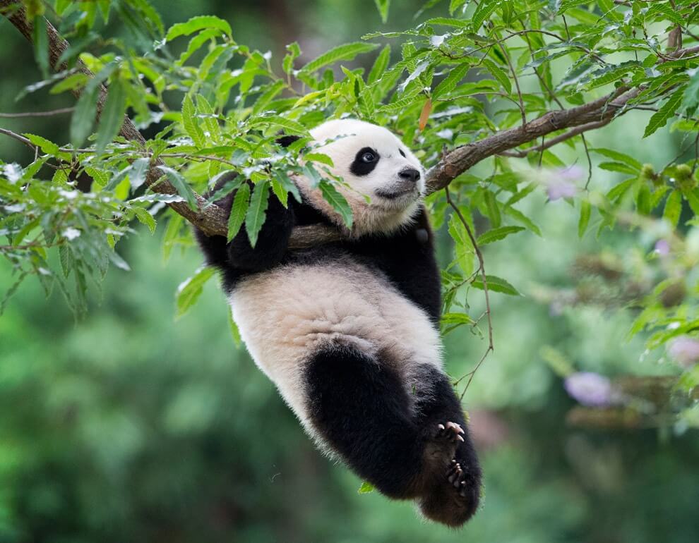 26 Best Wildlife Photography That Will Make You Speechless