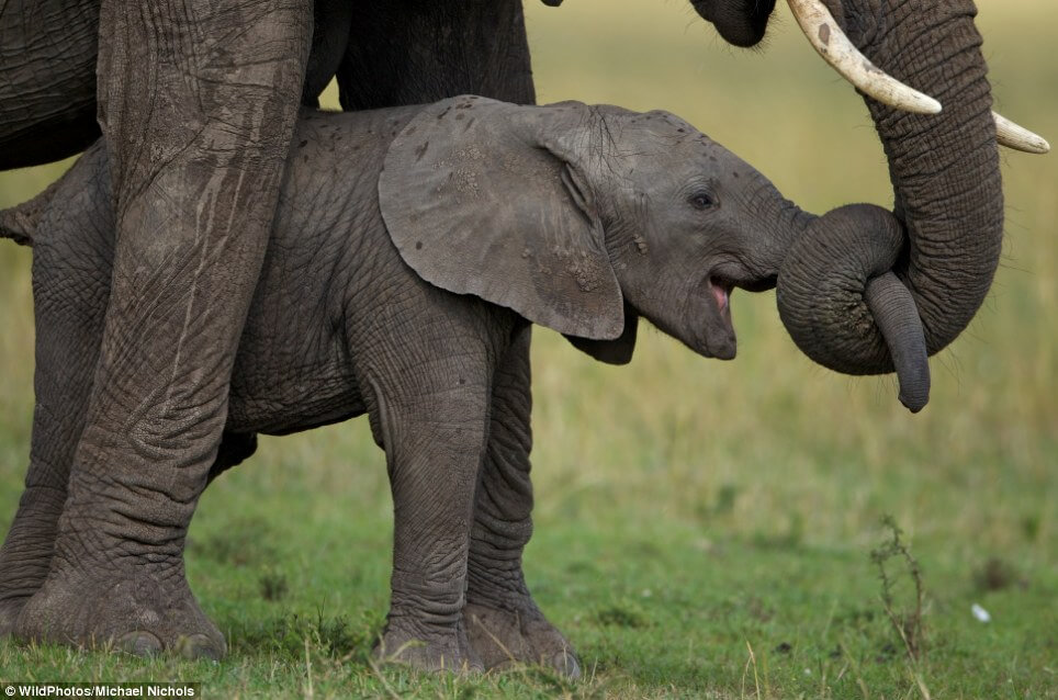 26 Best Wildlife Photography That Will Make You Speechless