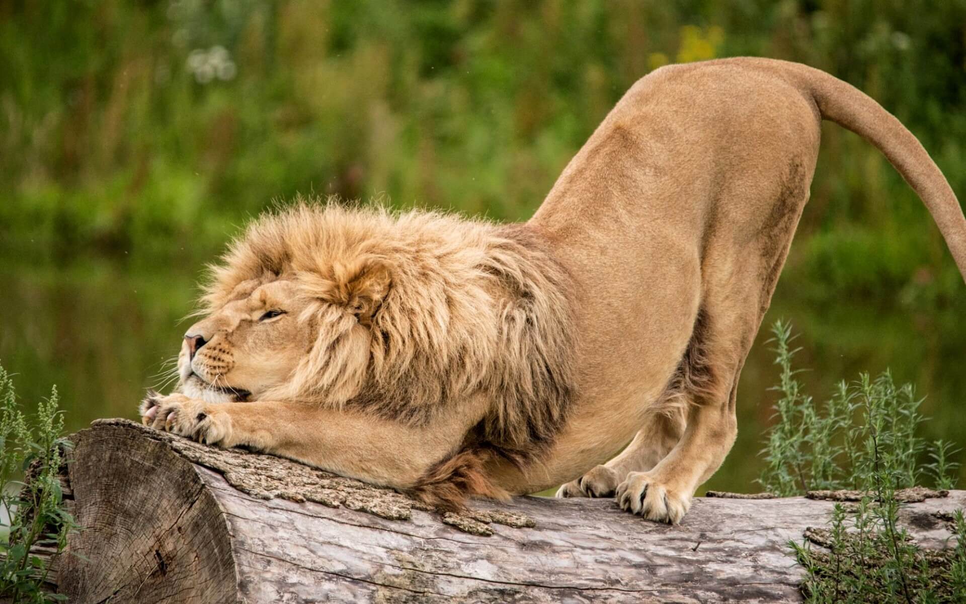 26 Best Wildlife Photography That Will Make You Speechless