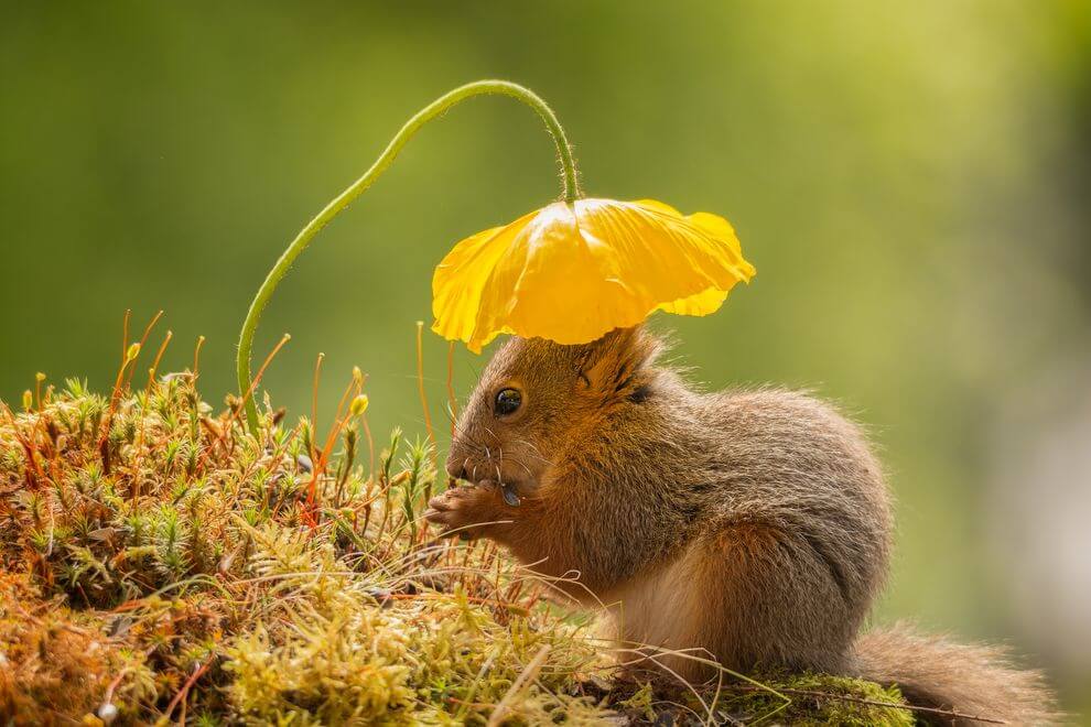 26 Best Wildlife Photography That Will Make You Speechless