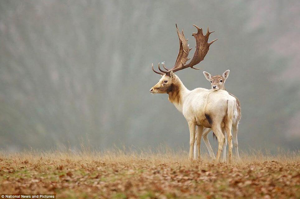 26 Best Wildlife Photography That Will Make You Speechless