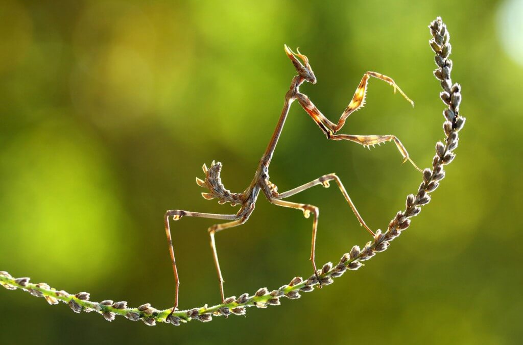 26 Best Wildlife Photography That Will Make You Speechless