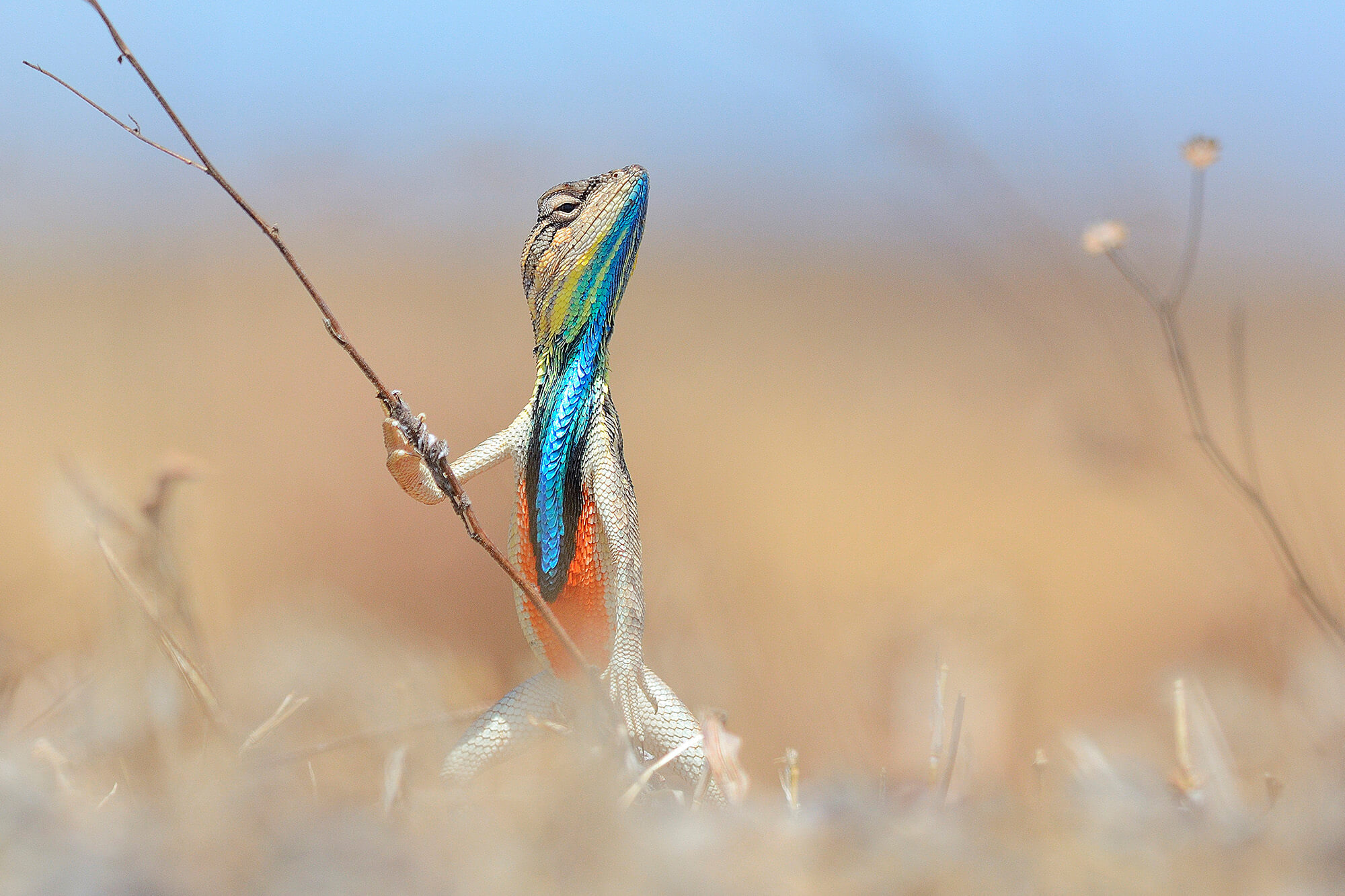 26 Best Wildlife Photography That Will Make You Speechless