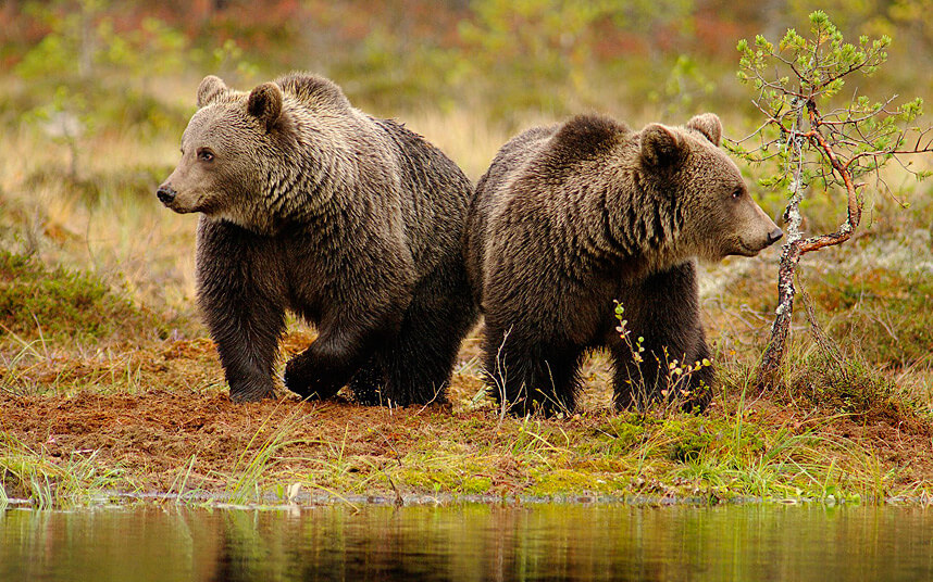 26 Best Wildlife Photography That Will Make You Speechless