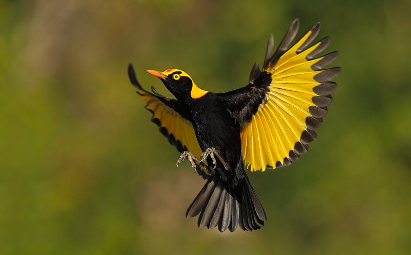 26 Best Wildlife Photography That Will Make You Speechless