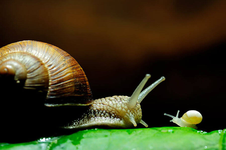 26 Best Wildlife Photography That Will Make You Speechless