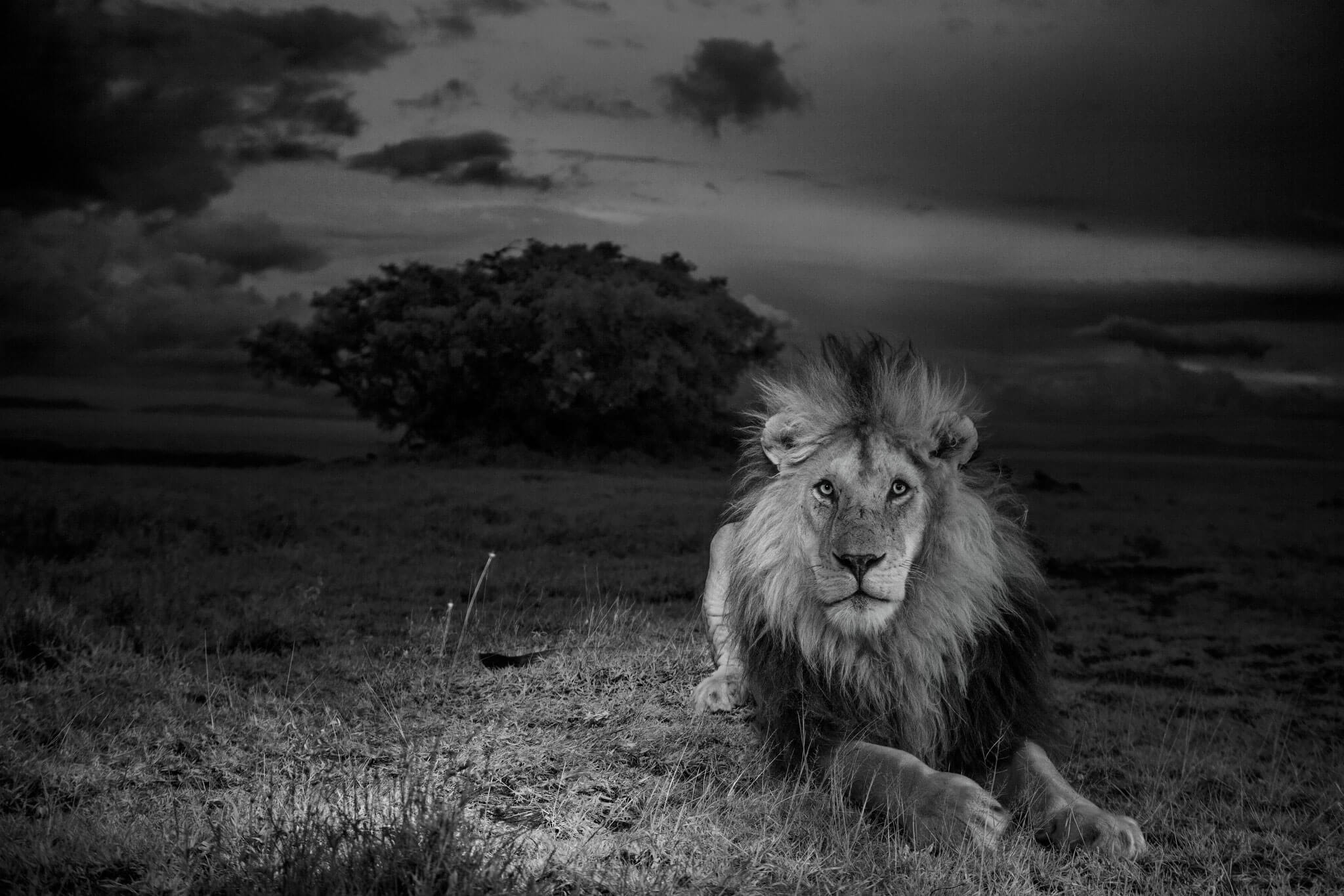 26 Best Wildlife Photography That Will Make You Speechless