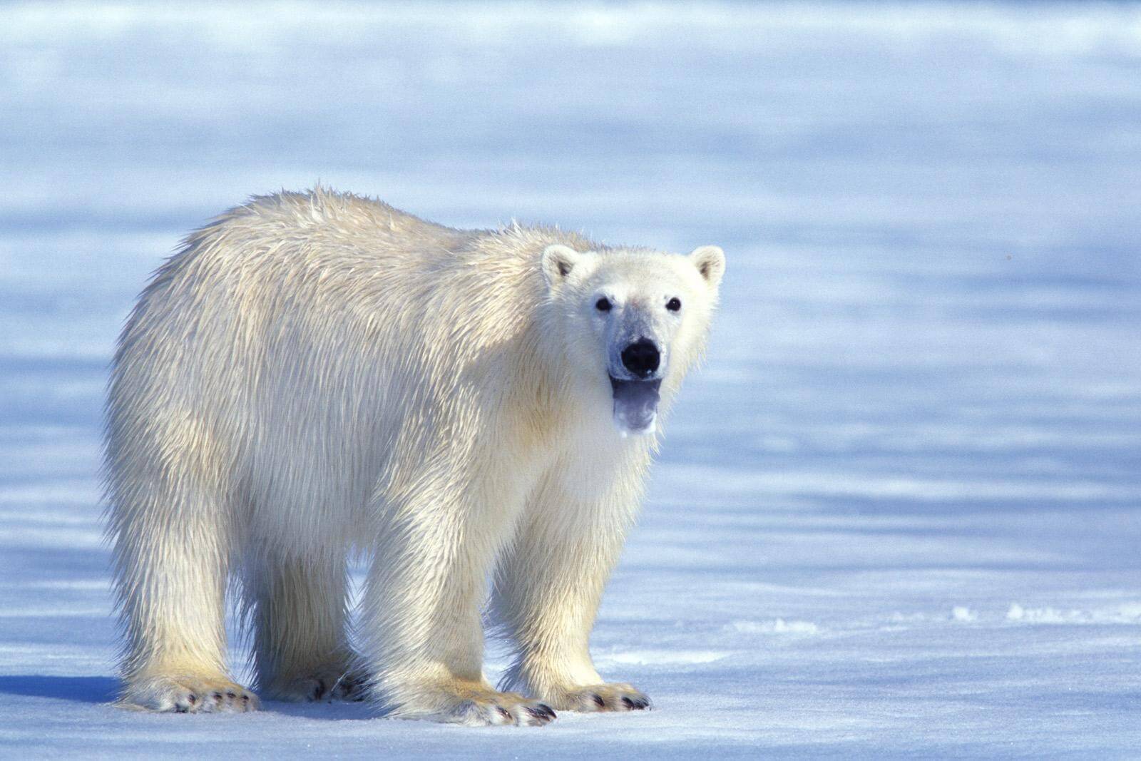 26 Best Wildlife Photography That Will Make You Speechless