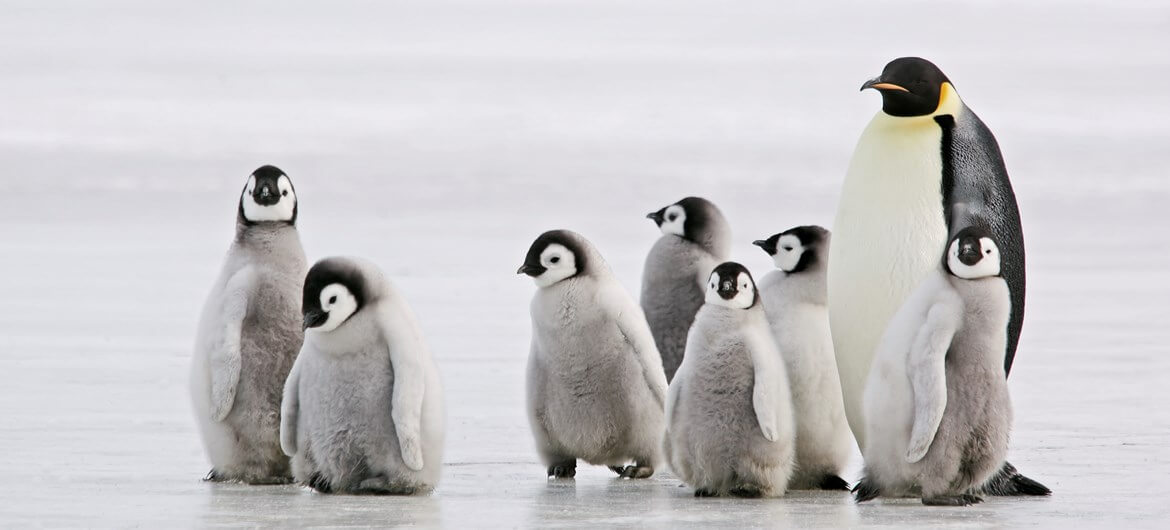 26 Best Wildlife Photography That Will Make You Speechless