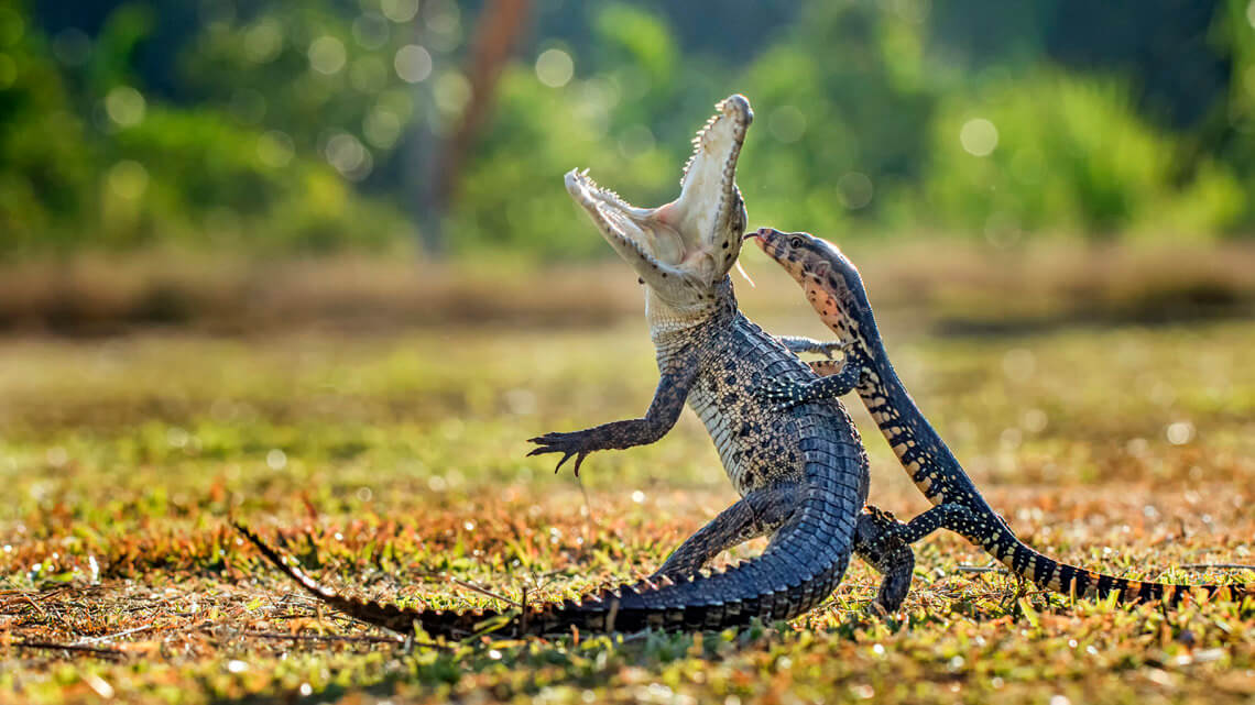26 Best Wildlife Photography That Will Make You Speechless