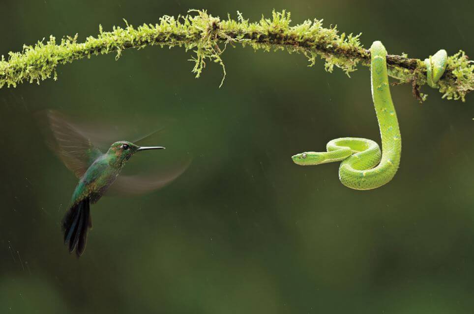 26 Best Wildlife Photography That Will Make You Speechless