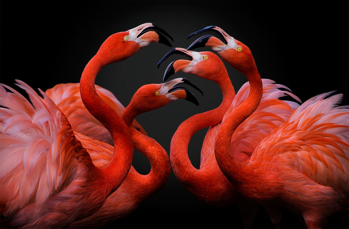 26 Best Wildlife Photography That Will Make You Speechless