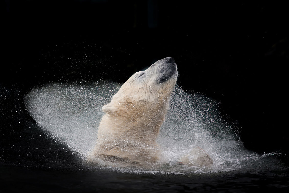 26 Best Wildlife Photography That Will Make You Speechless