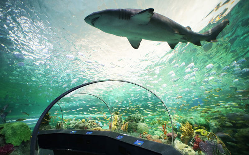 The 10 Biggest Aquariums In The World Ranked By Size Images