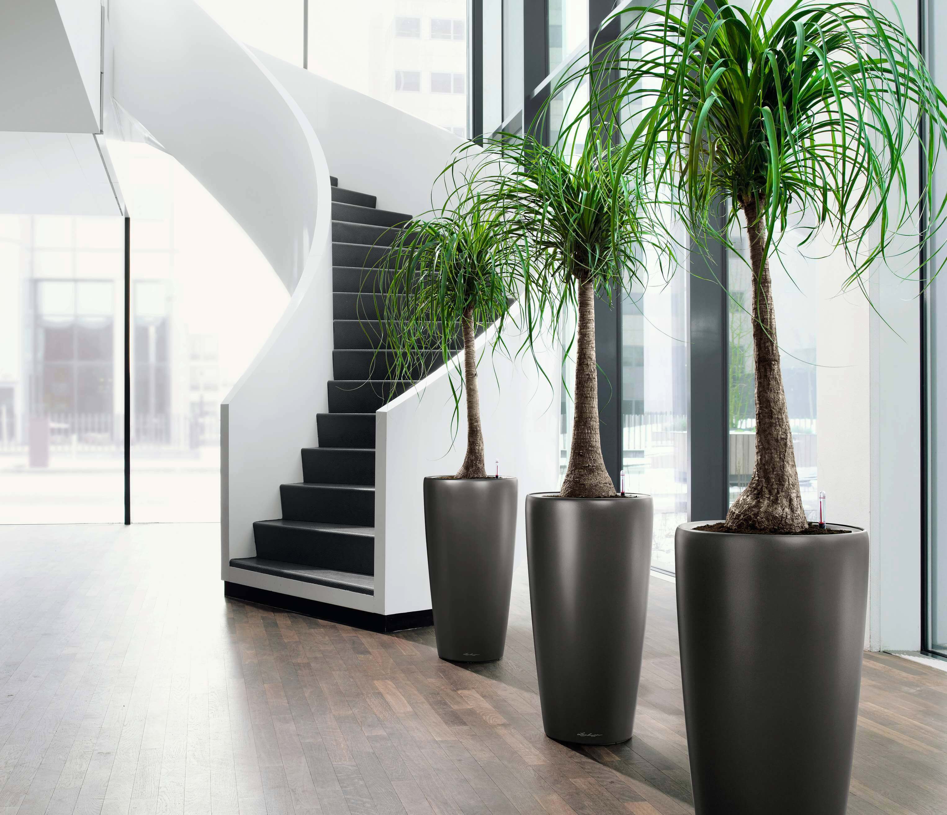 Unique House Plants Interior Design for Large Space