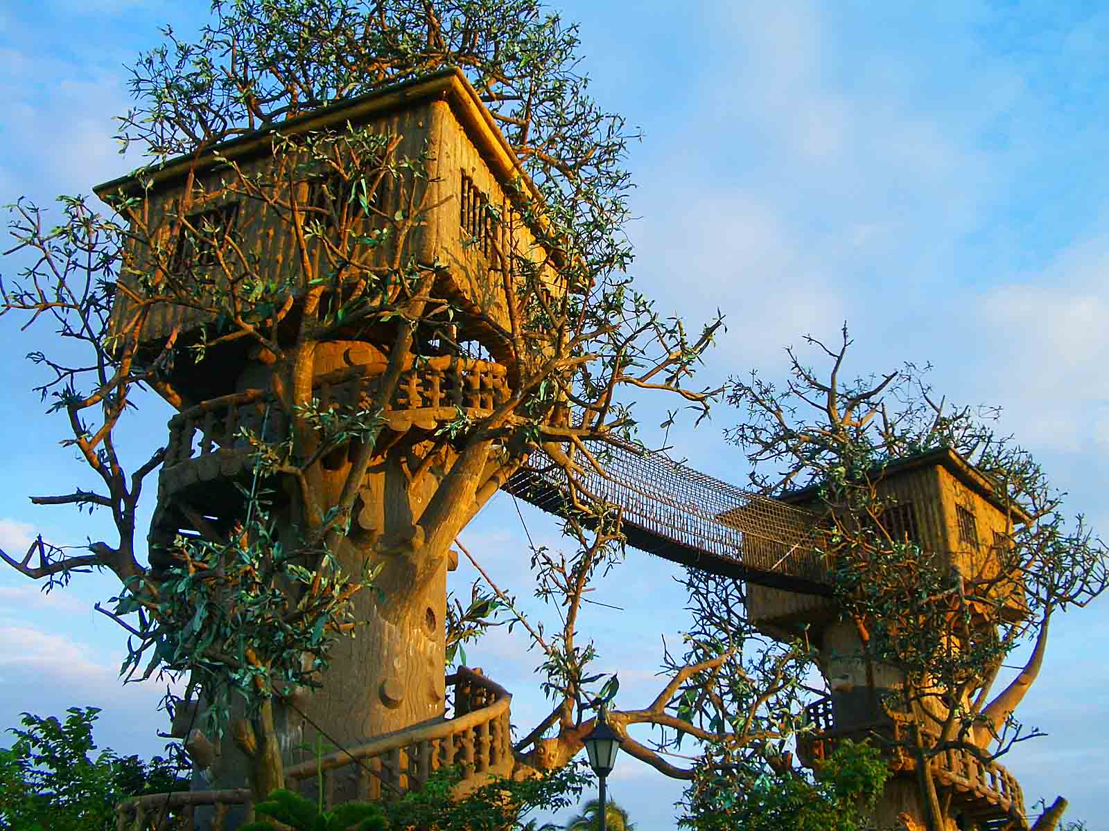 tree house architecture