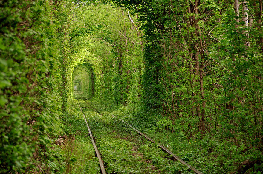 Startling Tree Tunnels