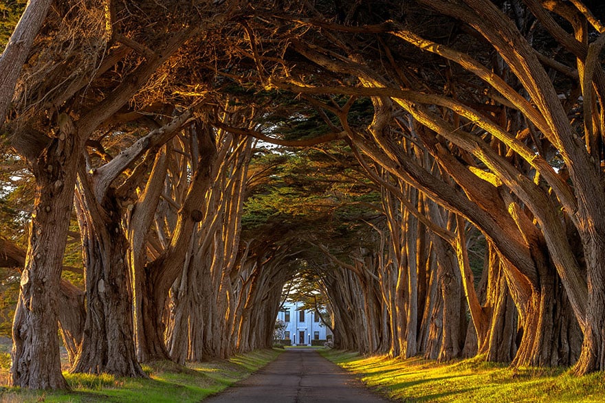 Startling Tree Tunnels