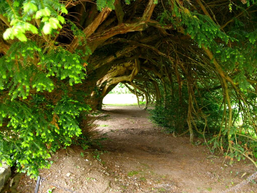 Startling Tree Tunnels