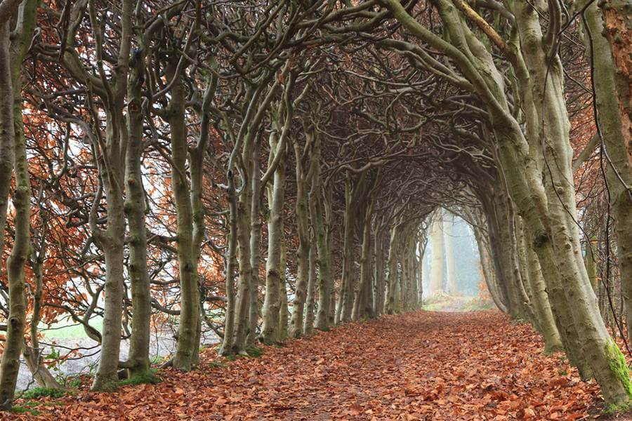 Startling Tree Tunnels
