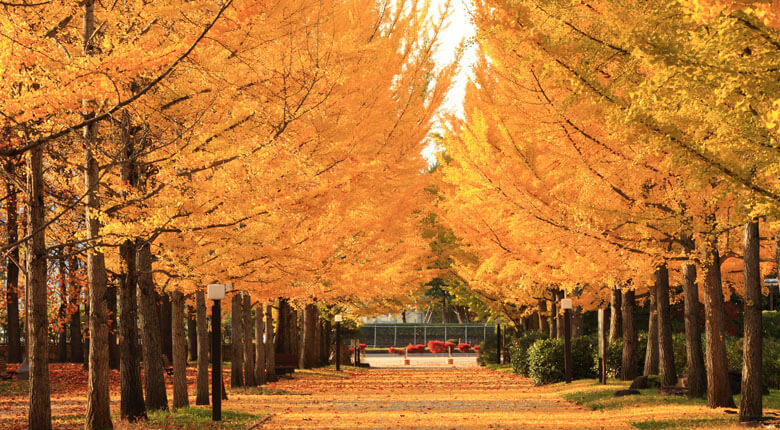 Startling Tree Tunnels