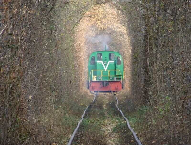 Startling Tree Tunnels