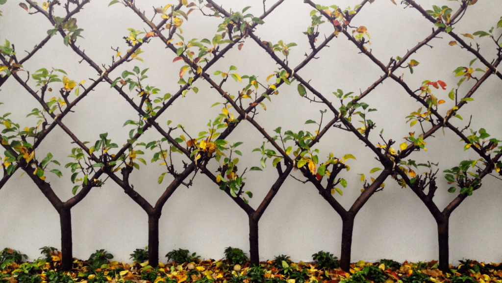 Espalier Trellis-3 | Architectures Ideas