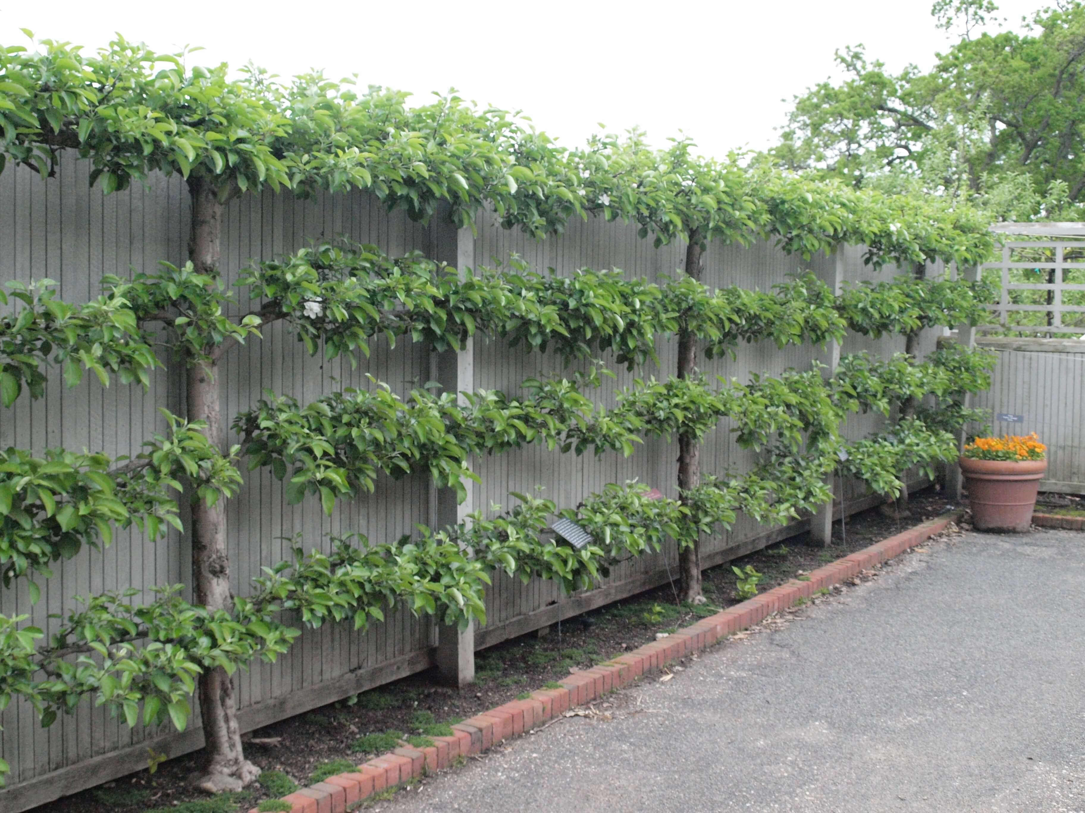 Give your Garden the Gift of Espalier Trellis