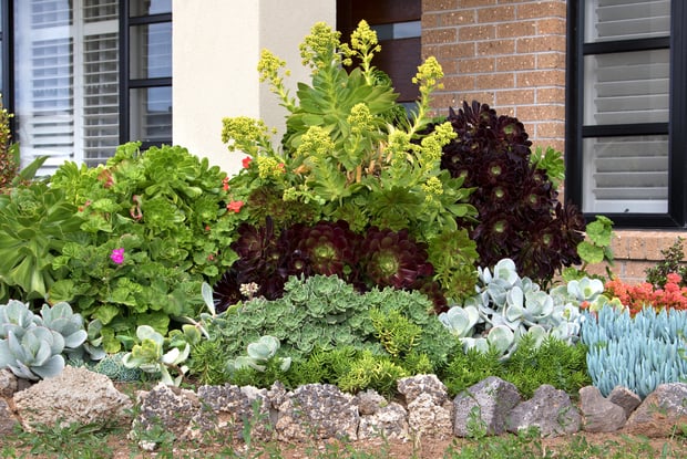 Front Yard Landscaping Ideas Low Maintenance with Succulents