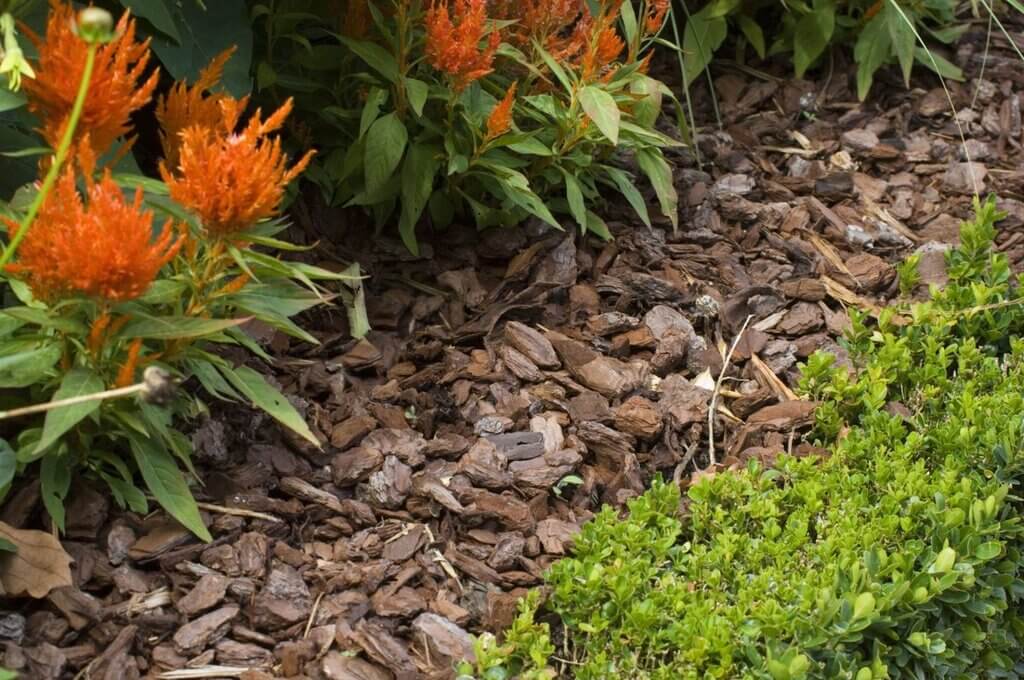 low maintenance landscaping: Mulch the Plants