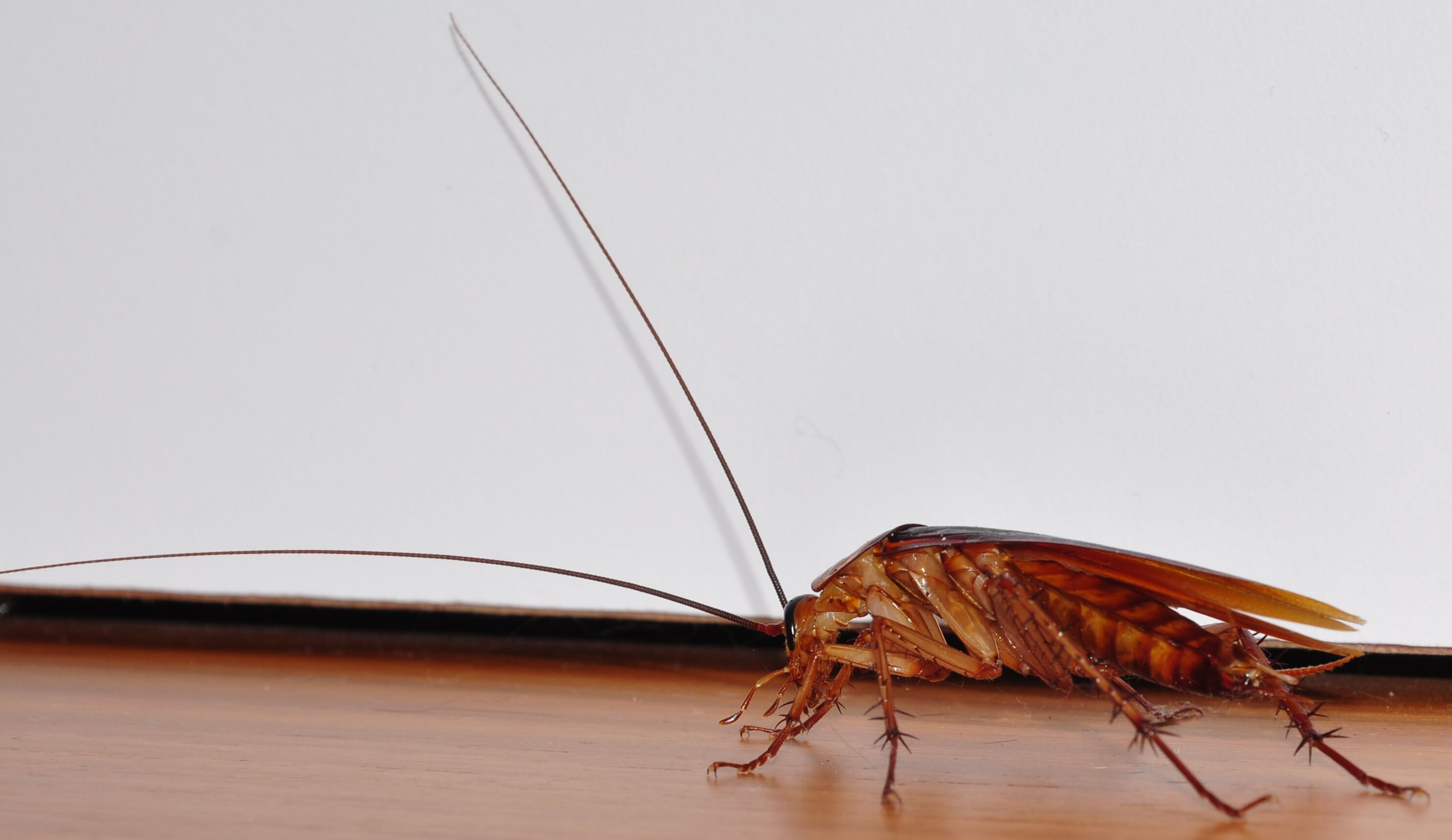 safeguard your home from pests