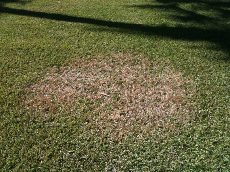 Advice From An Expert On How To Treat Lawn Diseases