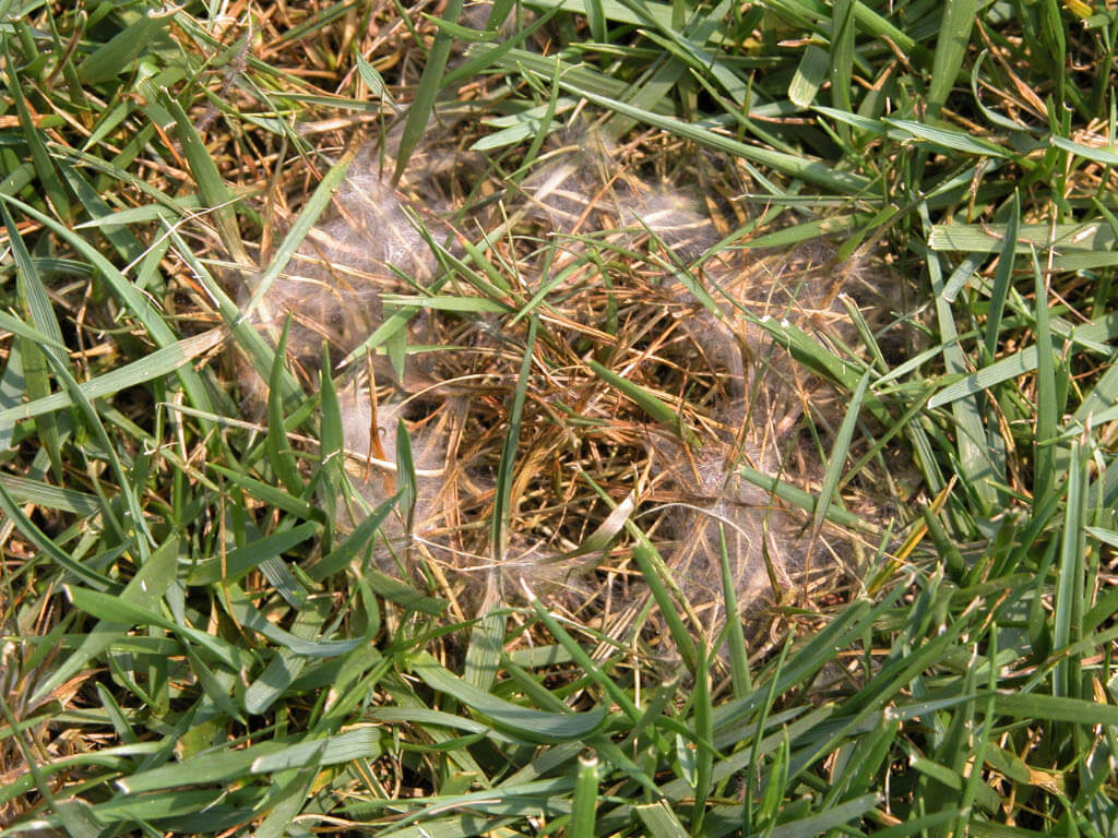 pink patch lawn fungus