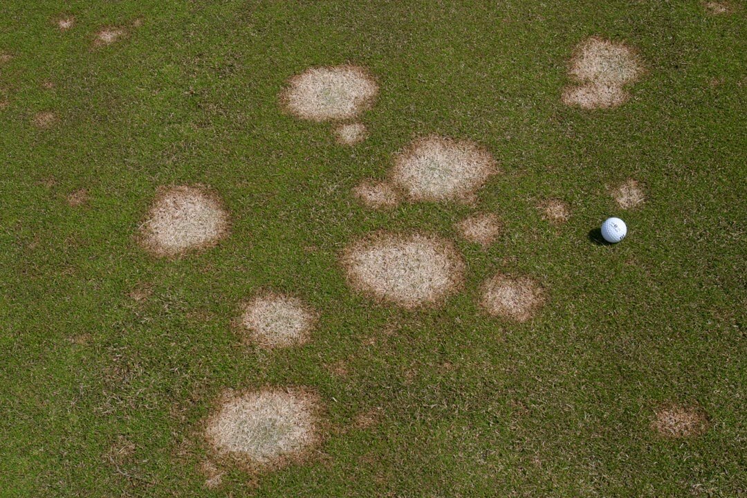 pink patch lawn fungus