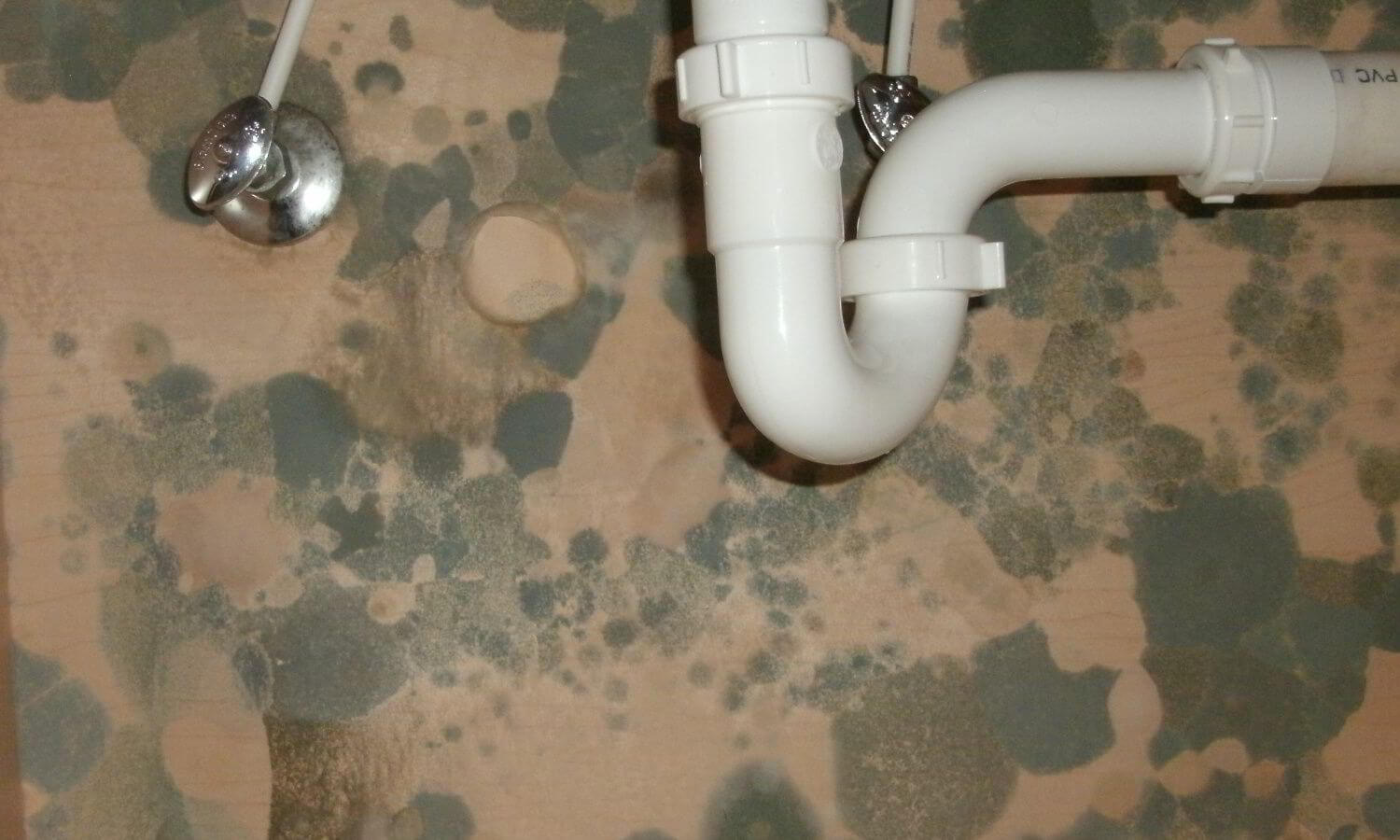 types of mold in homes