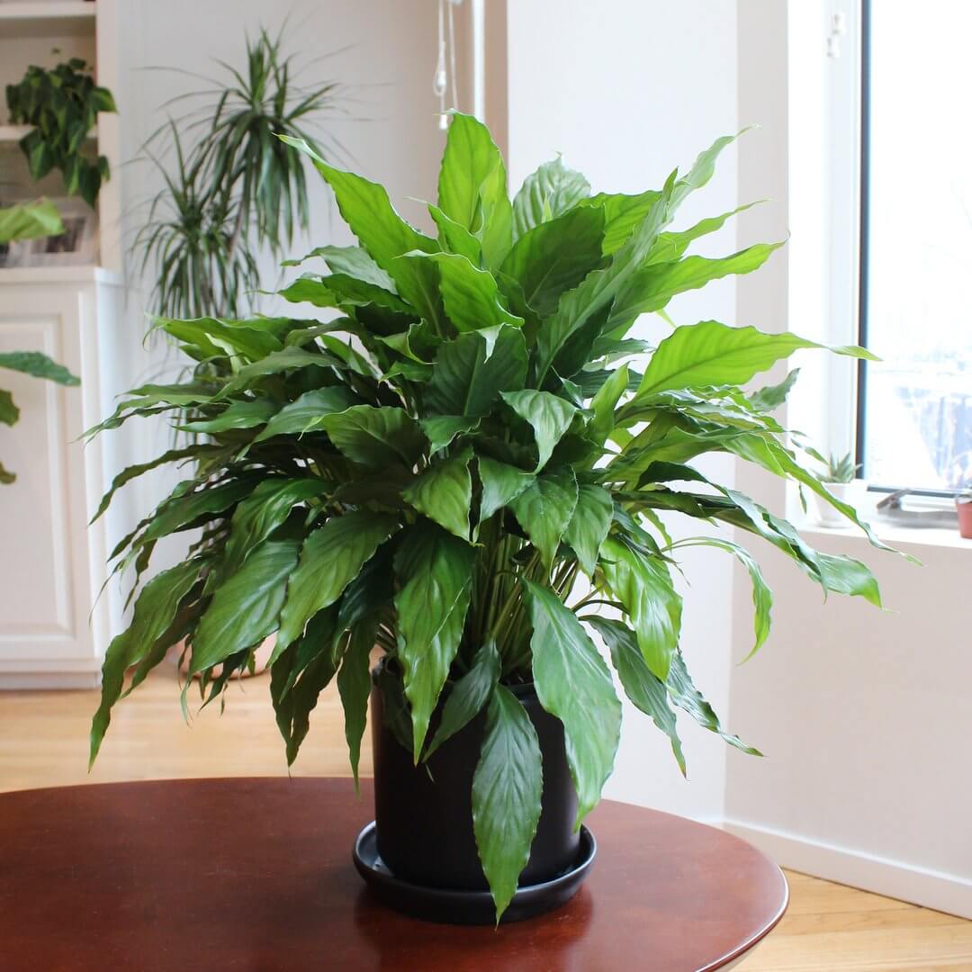 download best indoor plants for free