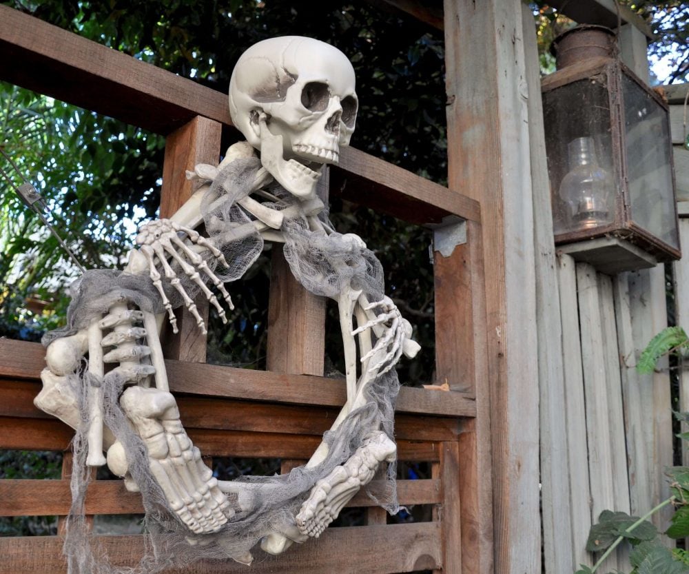 A skeleton hanging on a wooden fence
