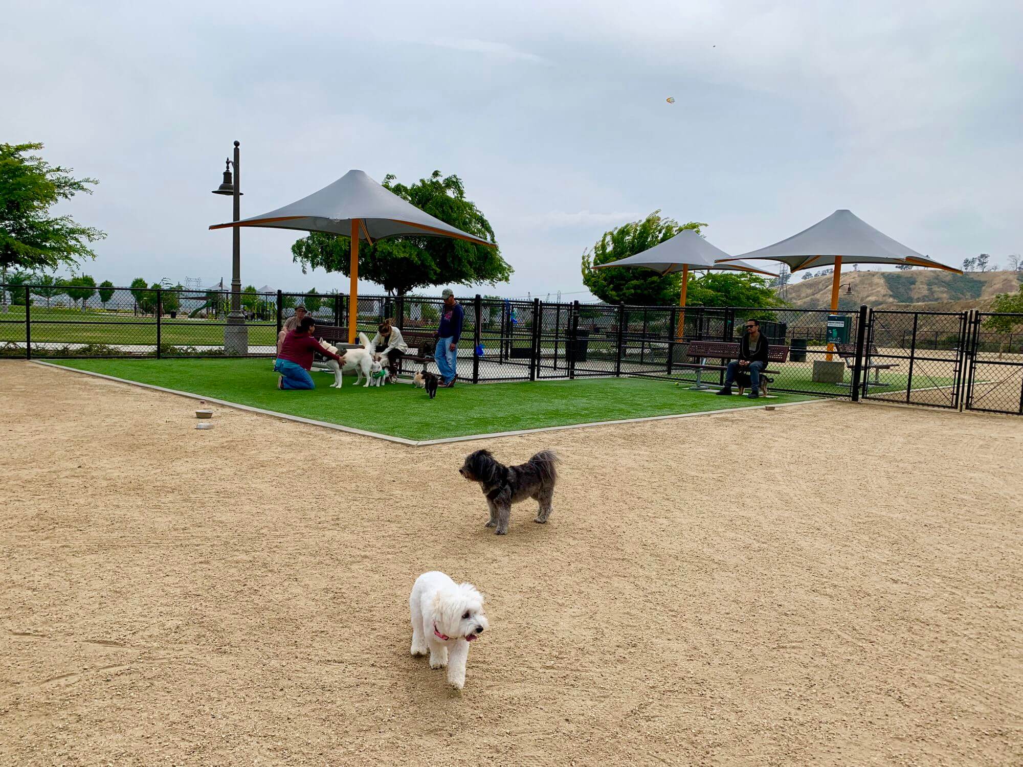 A Dog Park with Must-Have Equipment