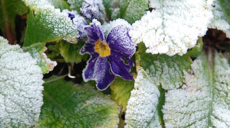 how to protect plants from frost