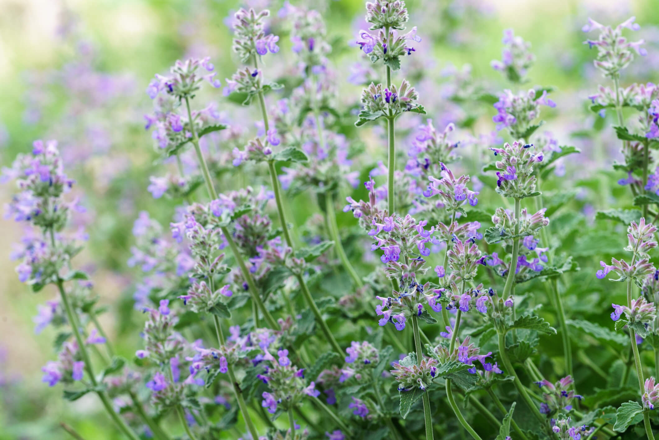 how to protect plants from frost