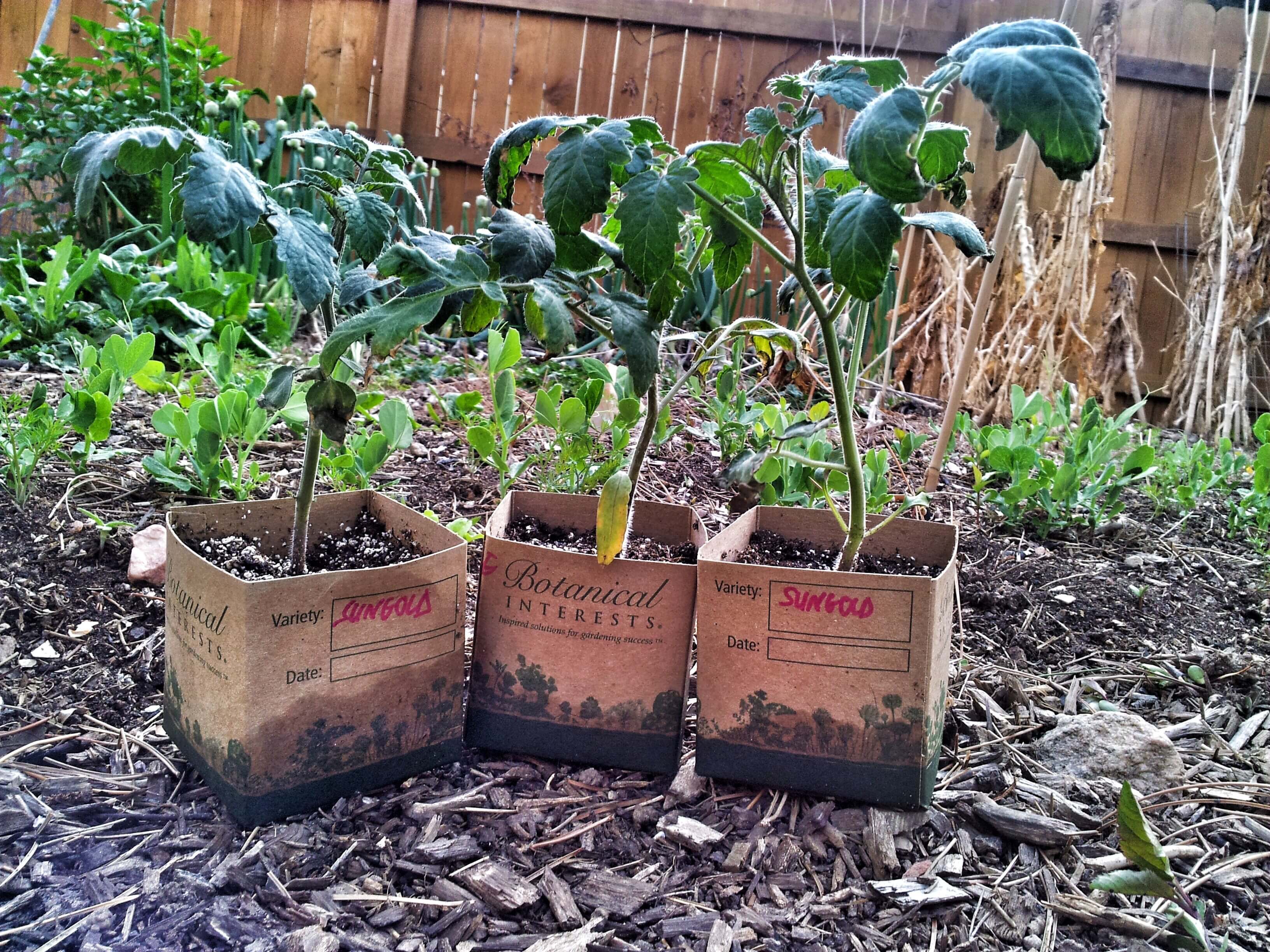 7 Tips On How to Protect Plants from Frost?