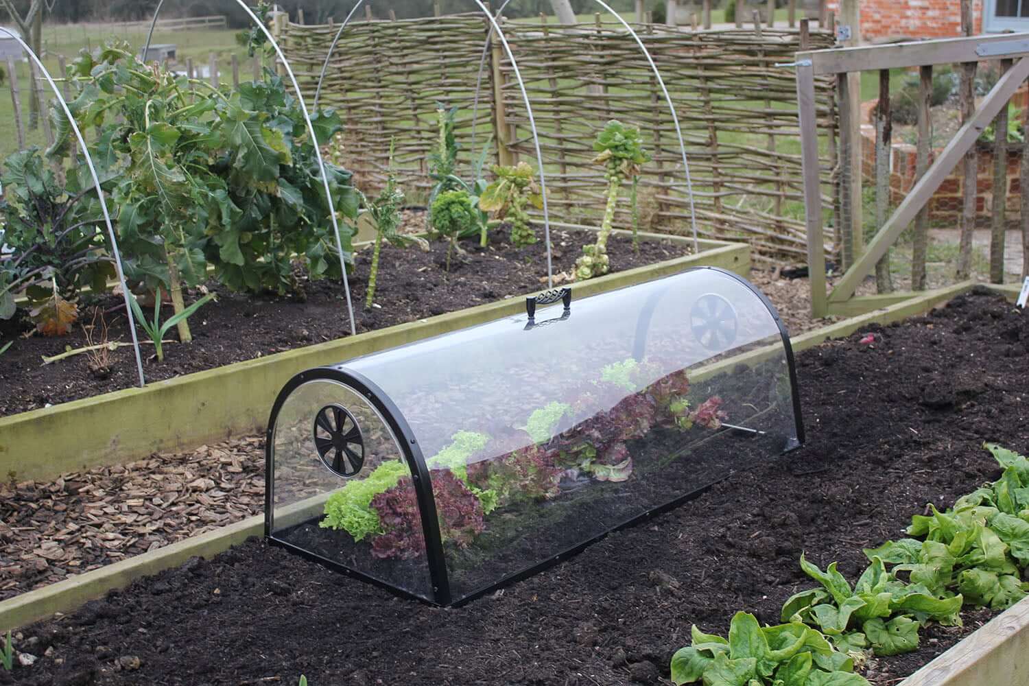 Protect Plants with Cloches