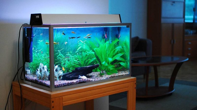 Aquarium ideas for home