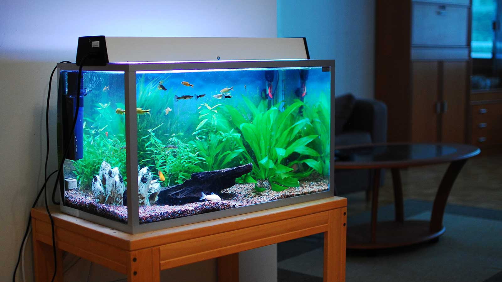 4 Best Aquarium Ideas for Home