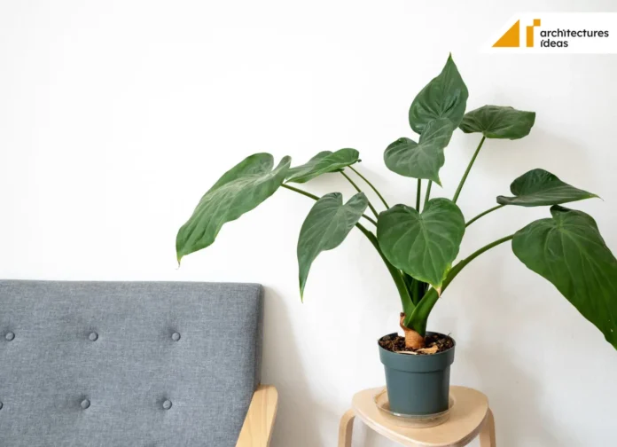 snake indoor plants